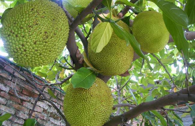 菠蘿蜜施復(fù)合肥時間和菠蘿蜜不開花的原因及解決措施大揭秘??！