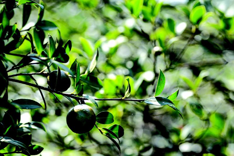 茶農(nóng)告訴你油茶如何施復(fù)合肥！油茶復(fù)合肥施肥技術(shù)在這里！