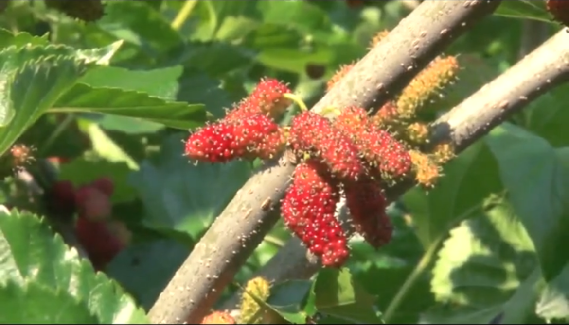 老農(nóng)告訴你桑椹復(fù)合肥如何施用才能高產(chǎn)高收！！